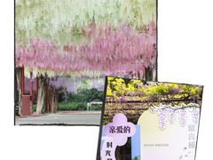 -嘉定紫藤园