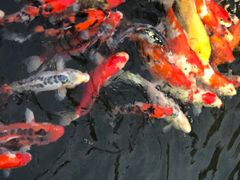 -顺德了能馆(虎门店)