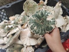 -九溪蒋记菌子宴
