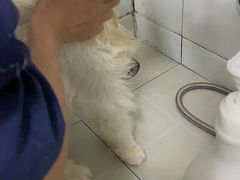 -佳雯宠物医院(金华南路分院)