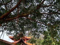 -深圳仙湖植物园