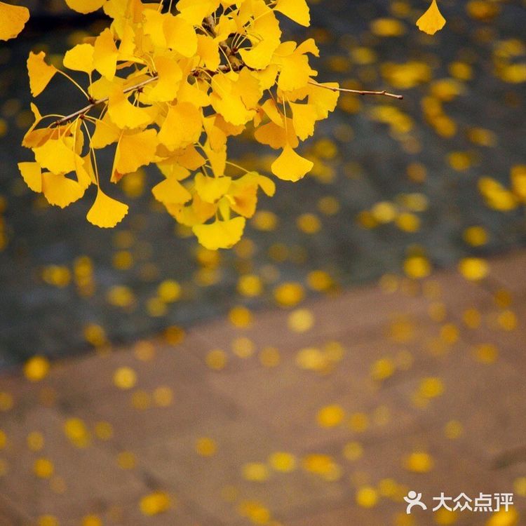 苏州赏秋 🍂本地人推荐(实地打卡分享)