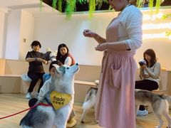 -Husky Go! 哈士奇体验馆·宠物咖啡厅狗咖