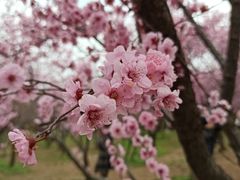 -无锡梅园公园