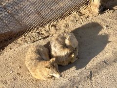 -青藏高原野生动物园