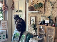 -海边的猫和咖啡馆