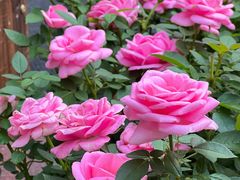 -成都绿洲大酒店(春熙路太古里店)