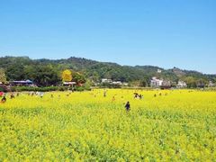 -天适樱花悠乐园