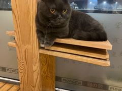 -猫的茶·猫咖