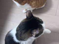 -关爱宠物医院·猫科中心·消化科(滨湖万达分院)