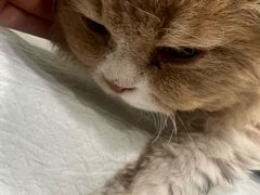 -艾吉宠物医院·疑难杂症转诊中心·猫友好(碧江路院)