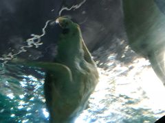 -悉尼海洋生物水族馆