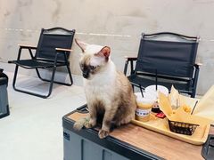 -Heymao猫咖.咖啡厅(东门店)