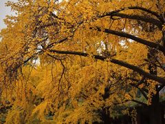 -四川大学(华西校区)