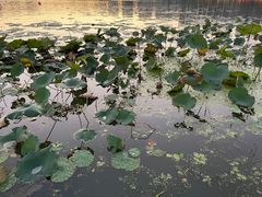 -南翔镇银翔湖公园