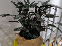 -隹木咖啡馆(宝龙广场店)