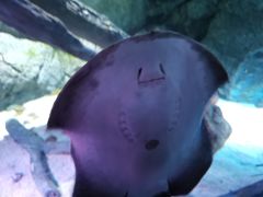 -暹罗海洋世界