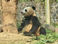 -都江堰中华大熊猫苑