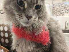 -楼上猫咖(罗湖店)