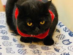 -滚猫咖啡·猫咖·猫友好撸猫(未来城店)
