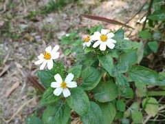 -燕晗山郊野公园