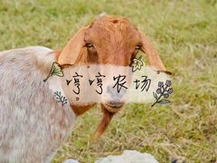 -哼哼农场
