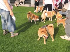 -东莞君尚