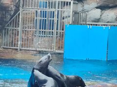 -海合安成都极地海洋公园