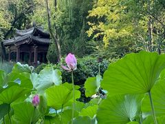 -莲湖公园