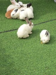 -萌宠亲子动物乐园(槐房万达店)