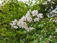 景点-陆家嘴中心绿地