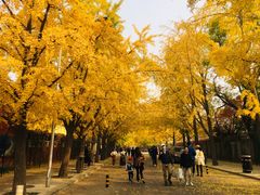 -三里屯东五街银杏大道