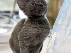 -糯米喵星人总部直营旗舰店·猫舍·幼猫出售