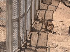 -青藏高原野生动物园