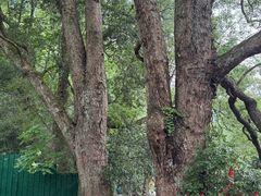 -石台牯牛降景区