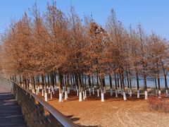 -江滩湿地公园