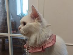 -楼上猫咖(罗湖店)