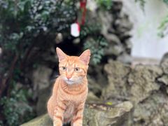 -西园寺