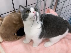 -1013 PET SHOP精品宠物商店(丁香店)