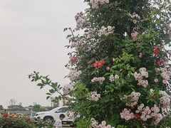 -空港花田景区