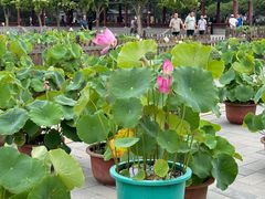 -莲花池公园