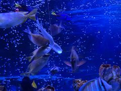 -太平洋海底世界