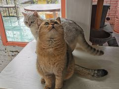 -喵屿·大理花园猫咖