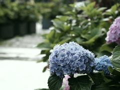 -梧桐花园餐厅(新城店)