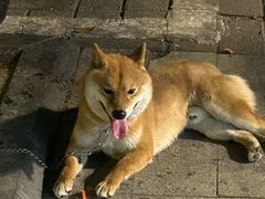 -龚海宝· 烧烤· 羊肉原切挂糊更好吃(庄市店)