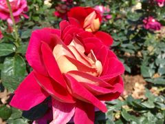 -人民公园(罗湖区)