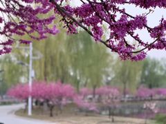 -石家庄市植物园