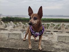 -爱侣宠医·鹦鹉专科·小型哺乳类·异宠专科(灵石路店)