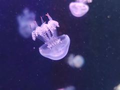 -深圳野生动物园