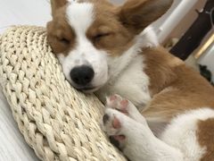 -浣熊柯尔鸭土拨鼠·电玩咖